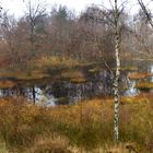 Ona Mosse in Kullaberg Naturreservat