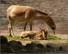 Onager...