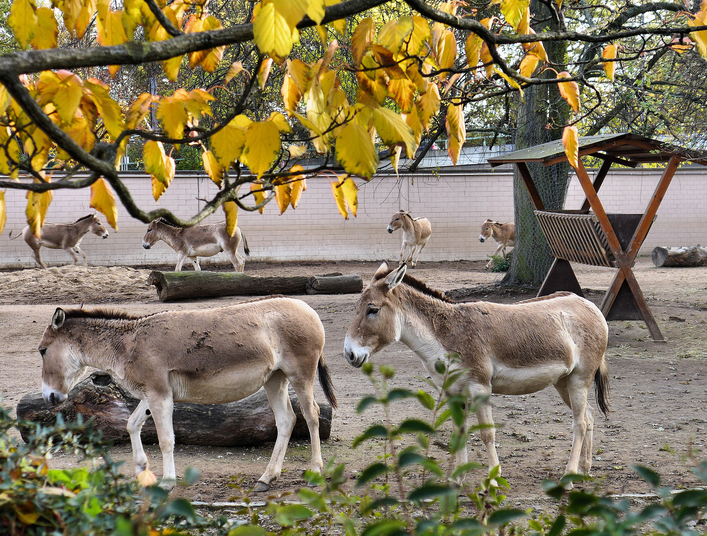 Onager im Kölner Zoo