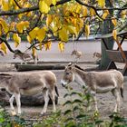 Onager im Kölner Zoo