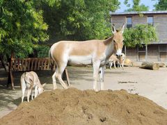 Onager im Kölner Zoo