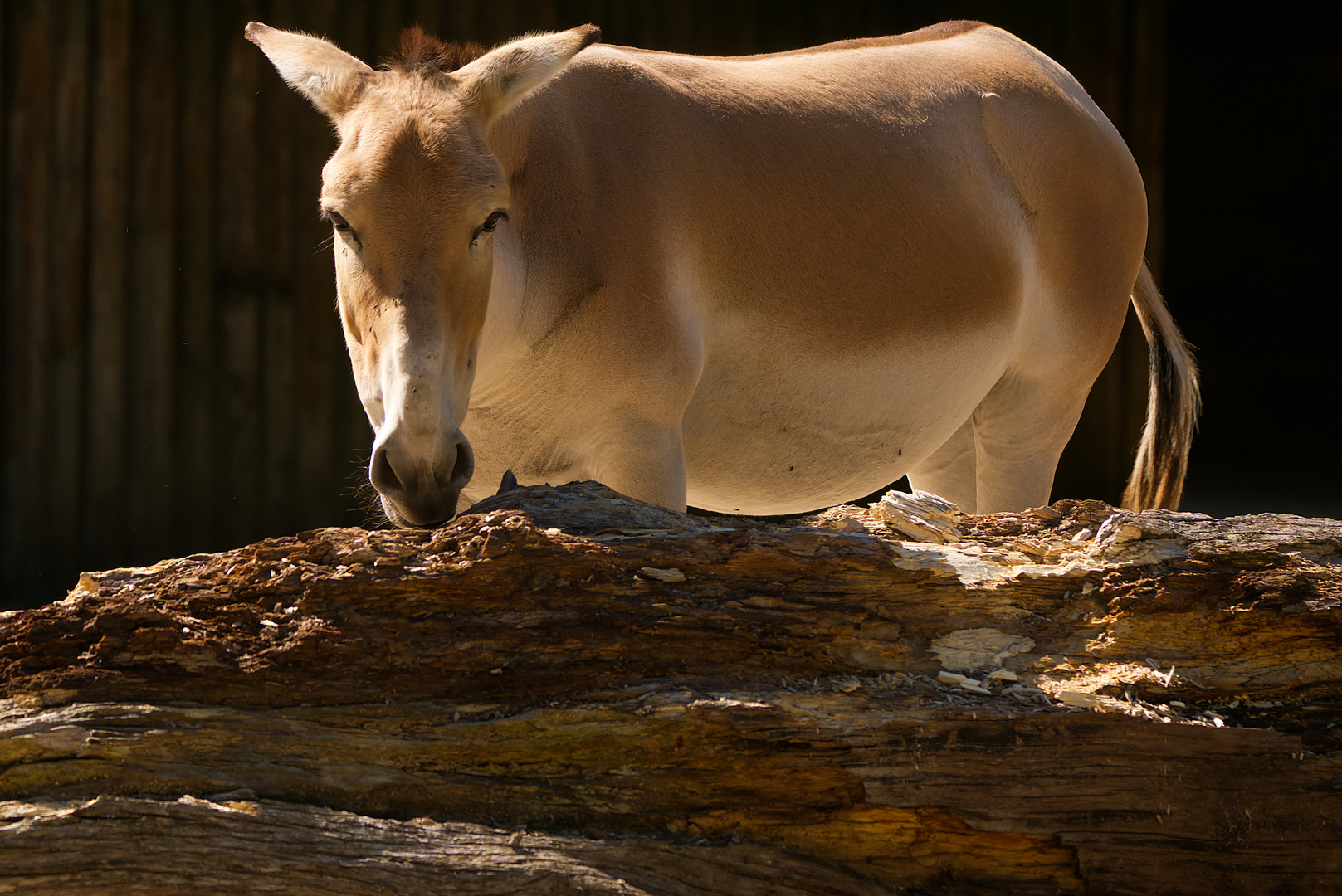 Onager können schon auch stehen.