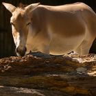 Onager können schon auch stehen.