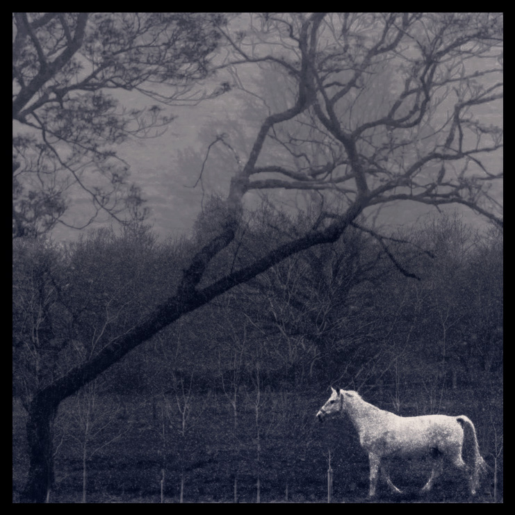 once i had a dream about a white horse