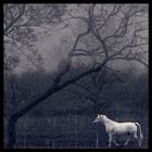 once i had a dream about a white horse