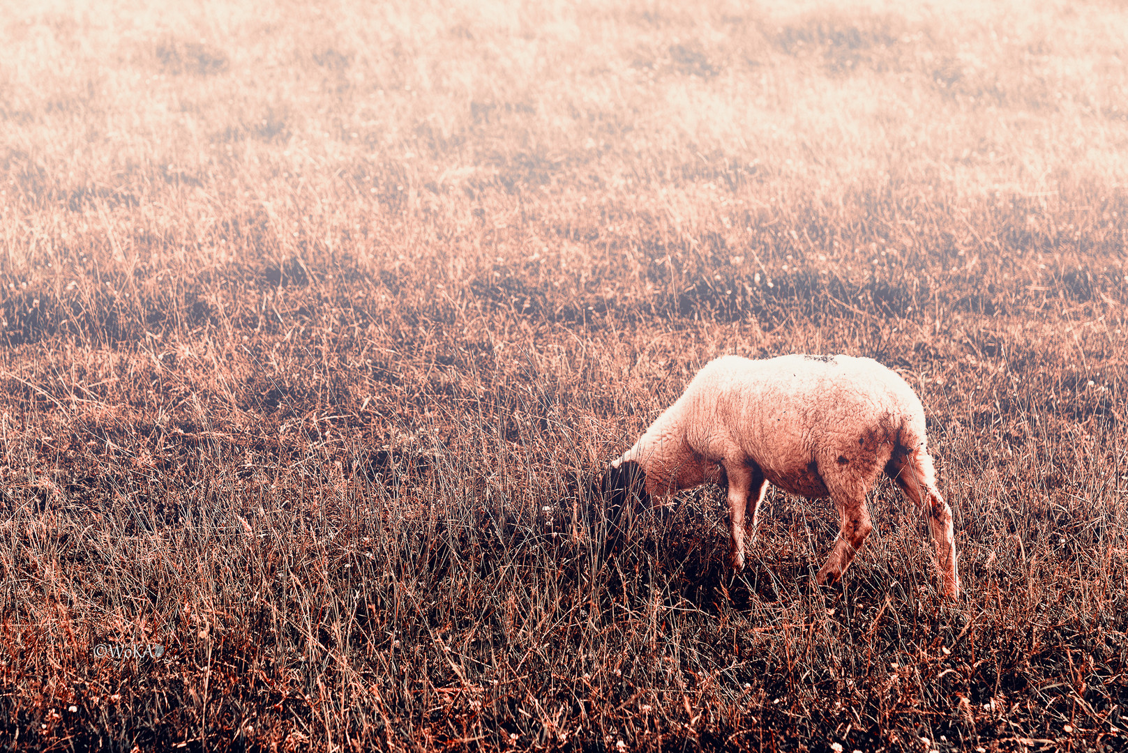 Once upon a time in the region of VB ... sheep sheep sheep .......