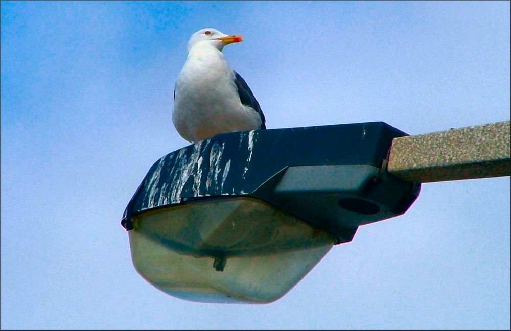 Once upon a time there was a seagull 