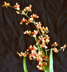 Oncidium 1