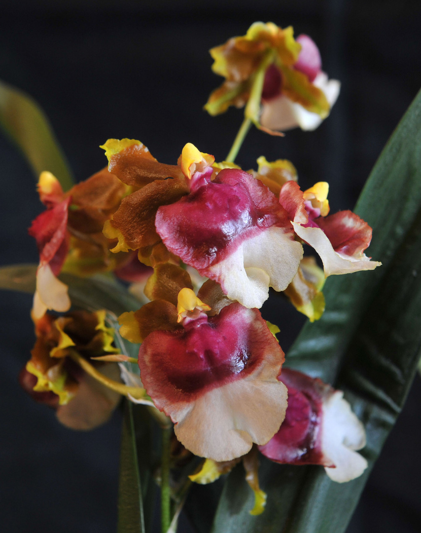 Oncidium 1