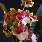 Oncidium 1