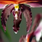 oncidium