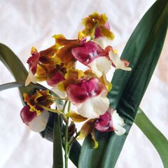 Oncidium 2