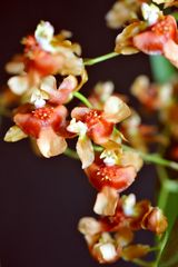 Oncidium 2