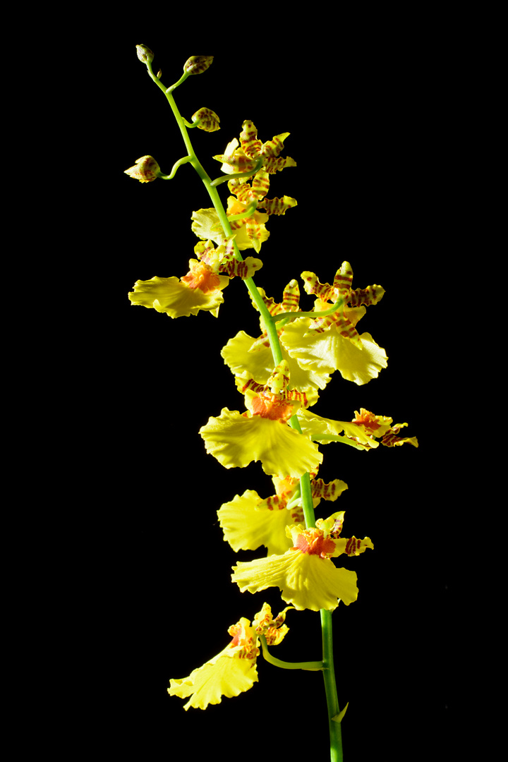 Oncidium 2021