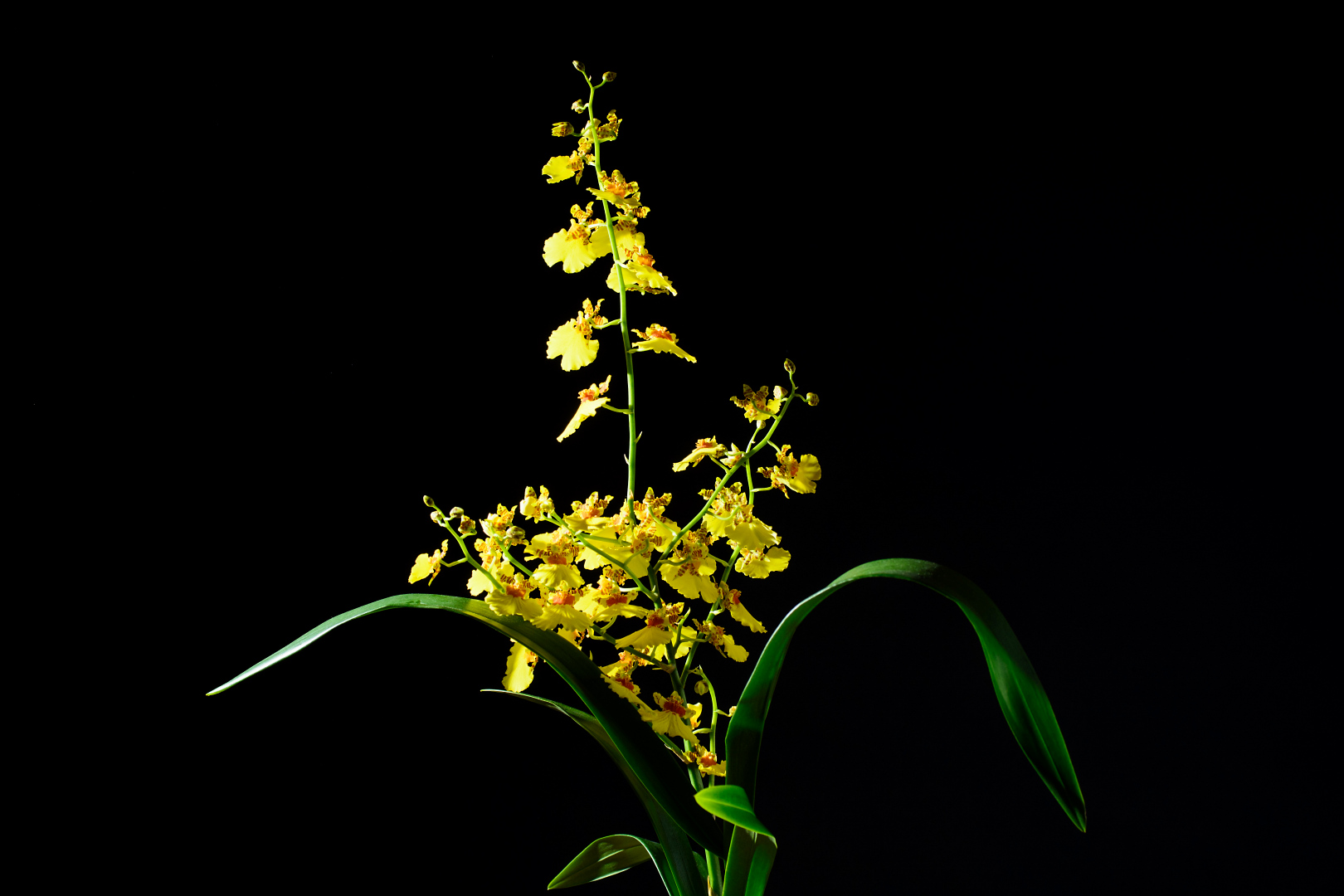 Oncidium 2021