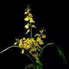 Oncidium 2021