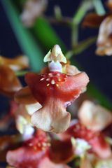 Oncidium 3