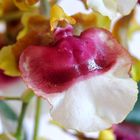 Oncidium 3