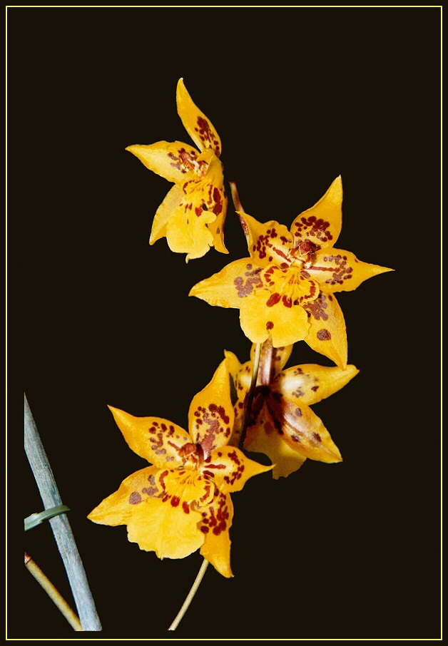 Oncidium