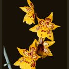 Oncidium