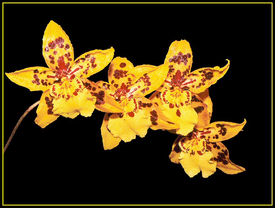 Oncidium