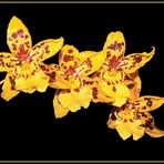 Oncidium