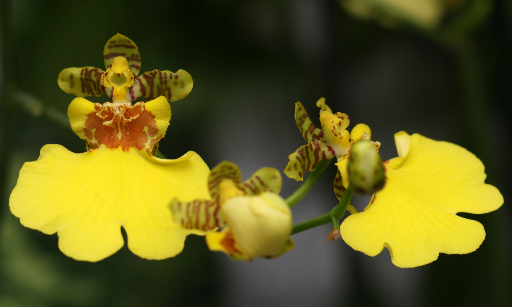 Oncidium Foto & Bild pflanzen, pilze & flechten, blüten