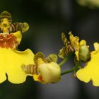 Oncidium