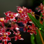 Oncidium