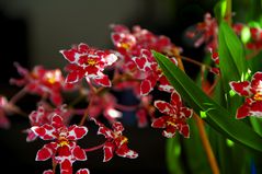 Oncidium