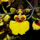 Oncidium altissimum