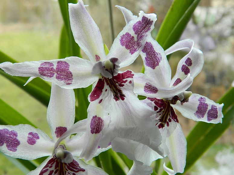 Oncidium