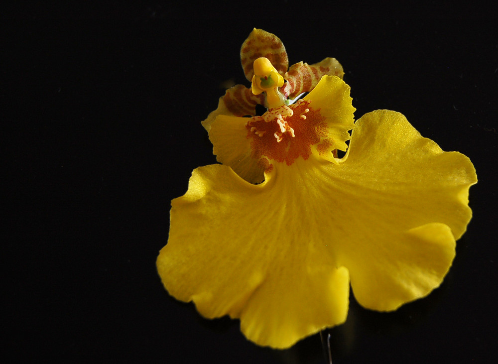 Oncidium