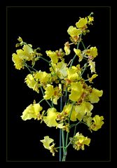 Oncidium