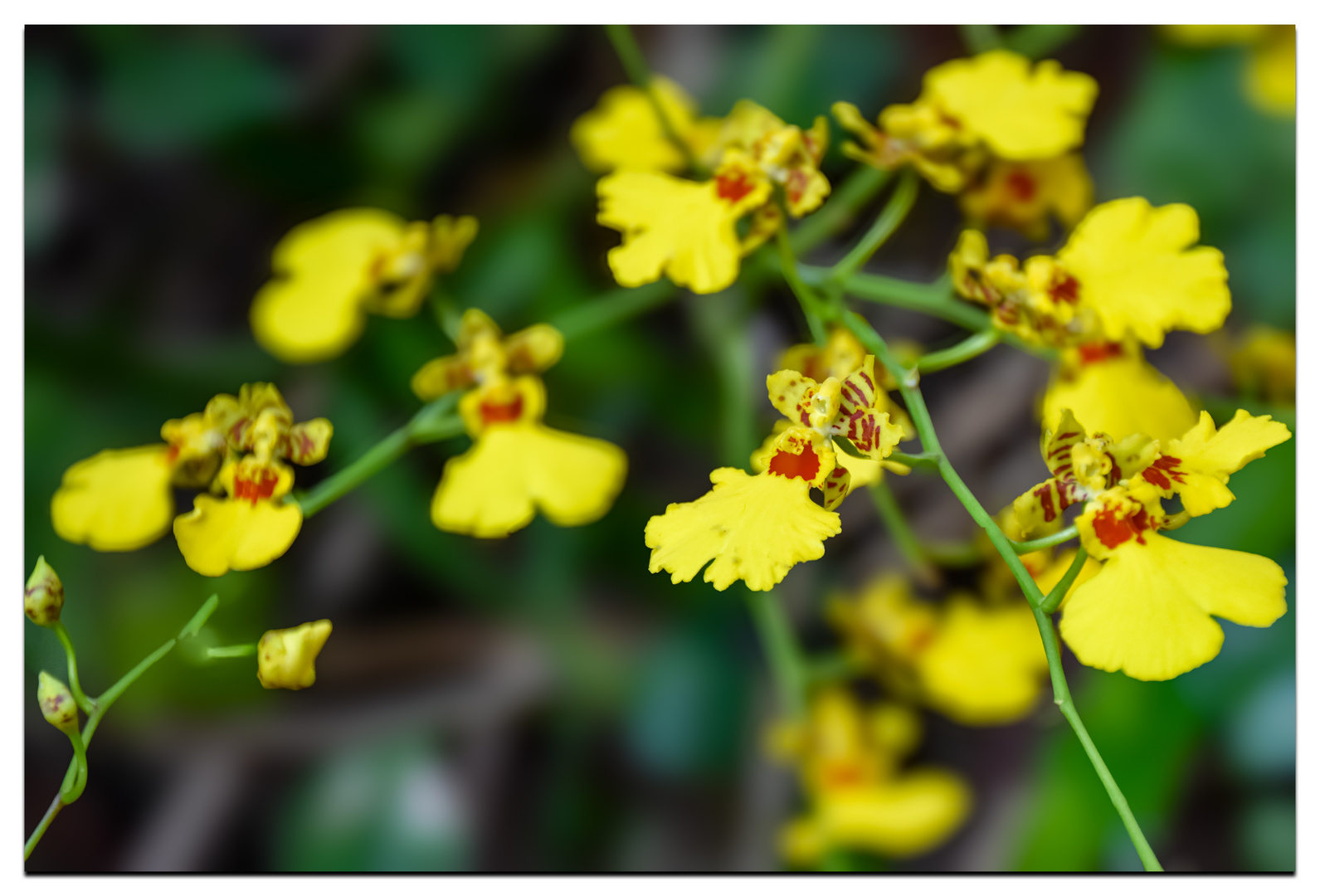 Oncidium