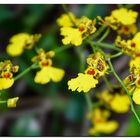 Oncidium