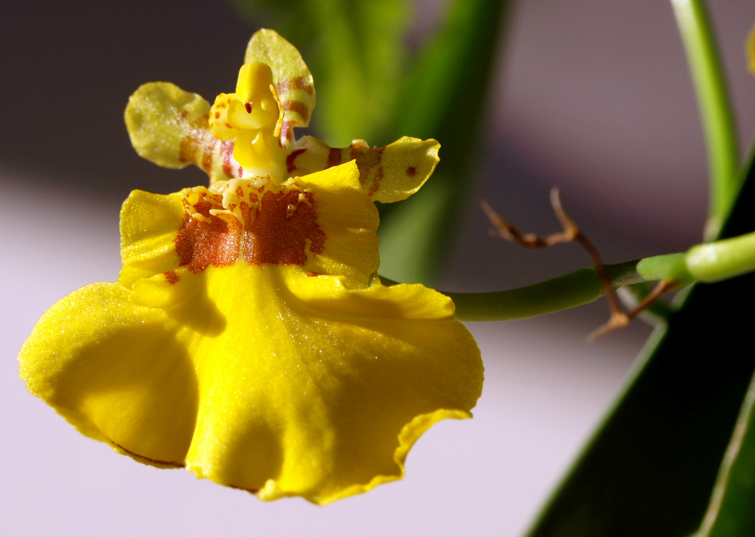 *** Oncidium ***