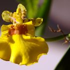 *** Oncidium ***