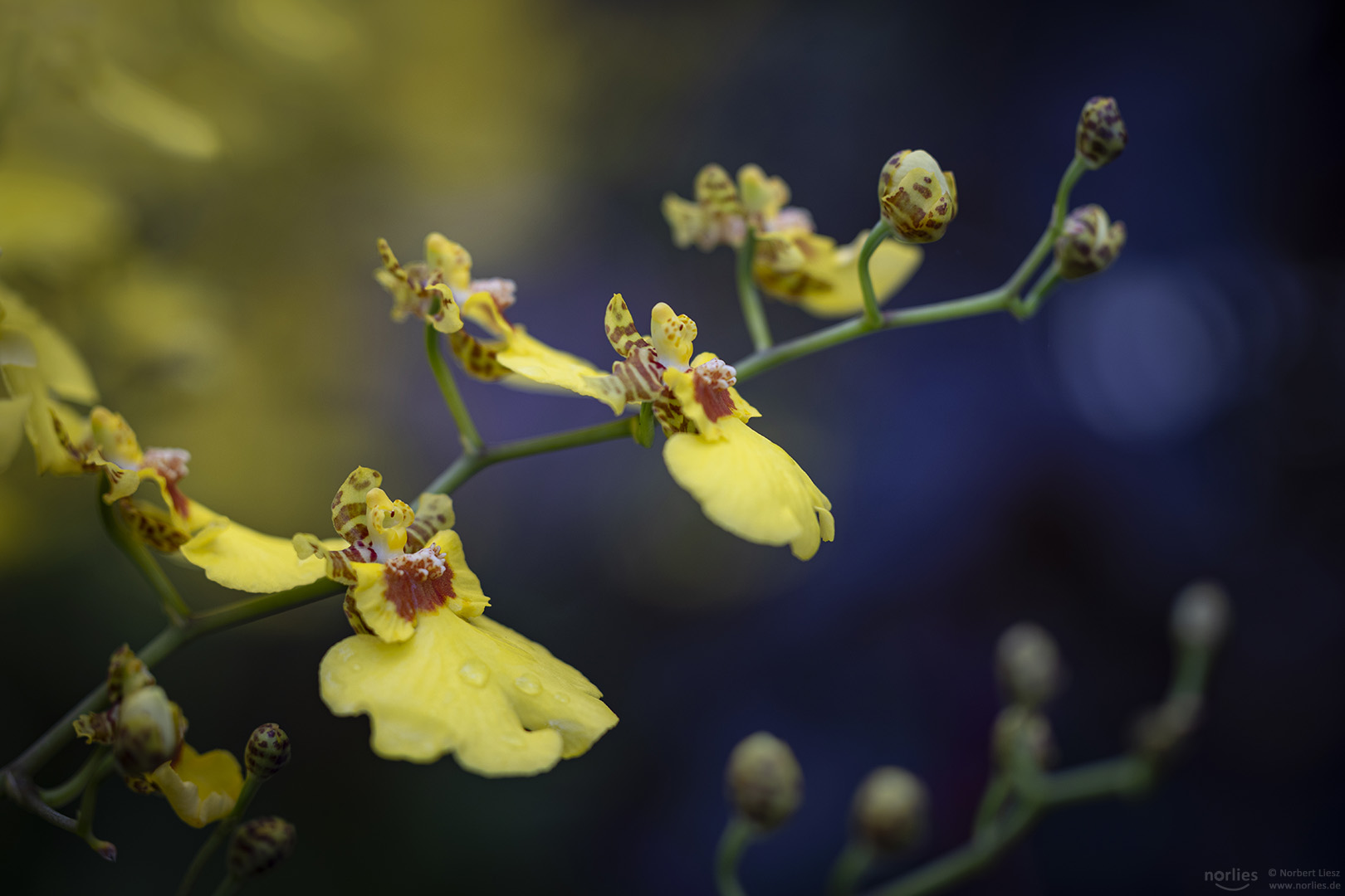 Oncidium hybrid