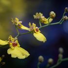 Oncidium hybrid