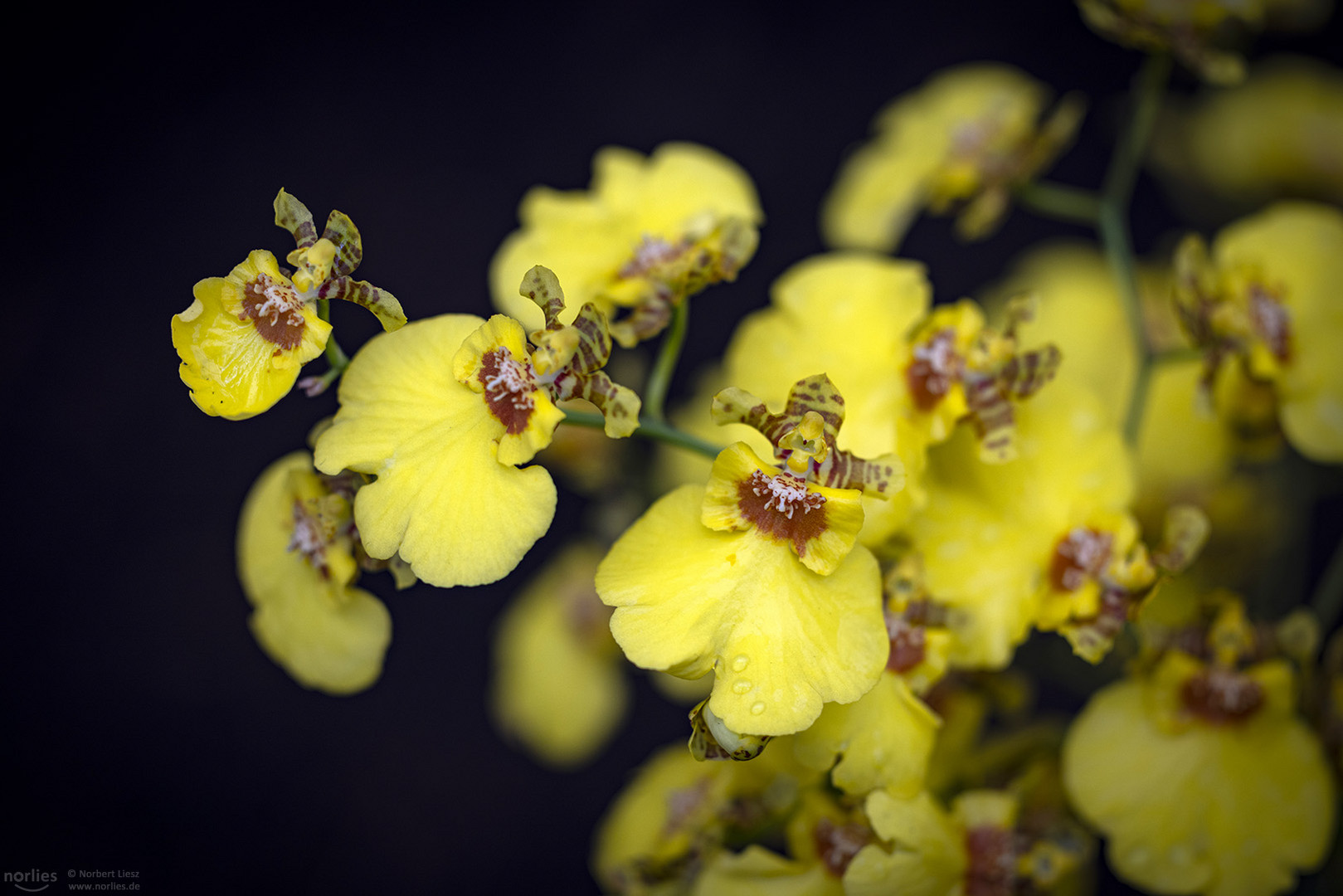 Oncidium hybrid twinkle mix