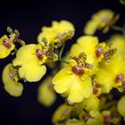 Oncidium hybrid twinkle mix