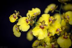 Oncidium hybrid twinkle mix