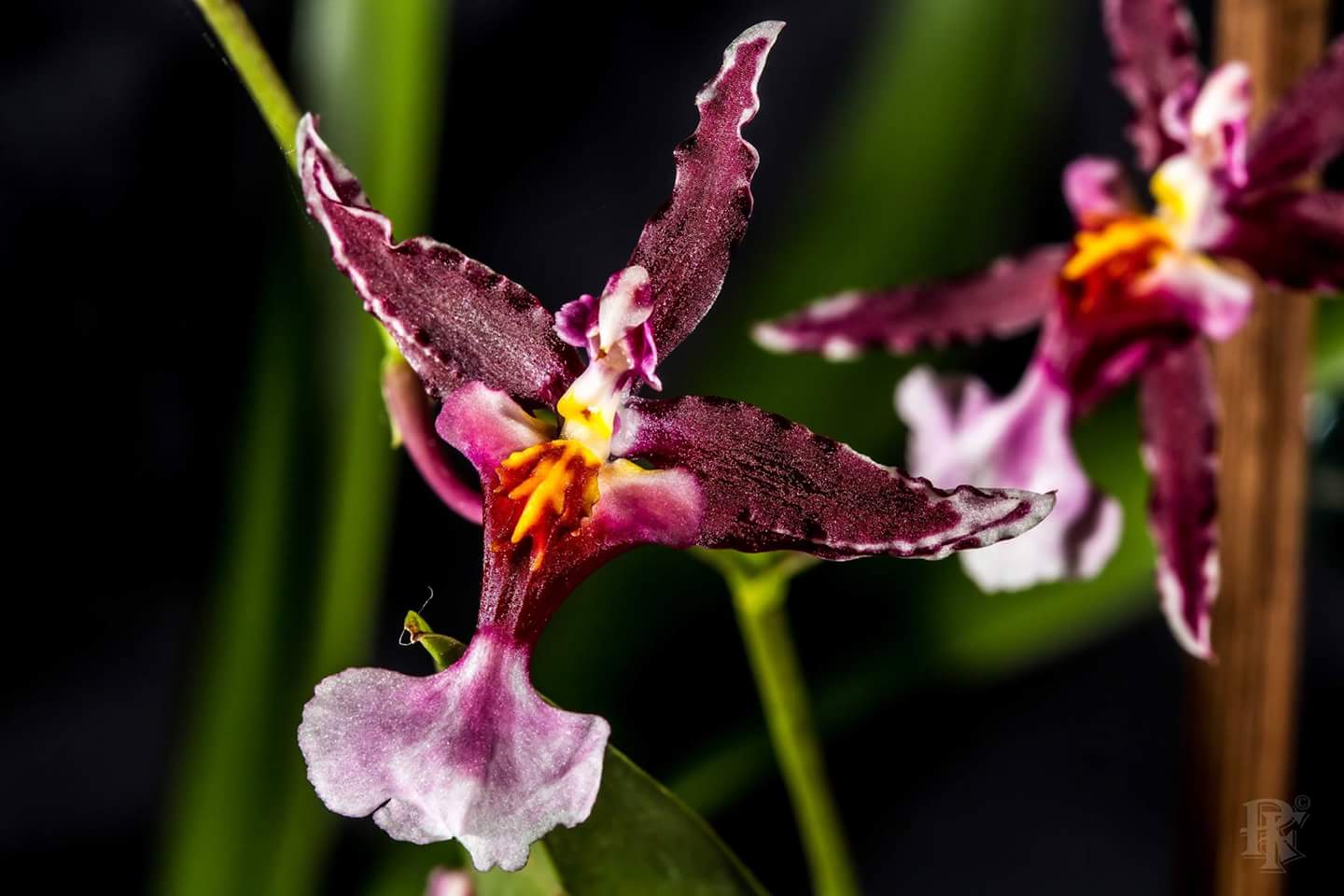 Oncidium Hybride