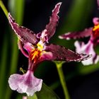 Oncidium Hybride