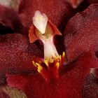 Oncidium Hybride