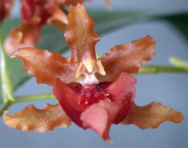 oncidium hybride