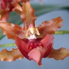 oncidium hybride