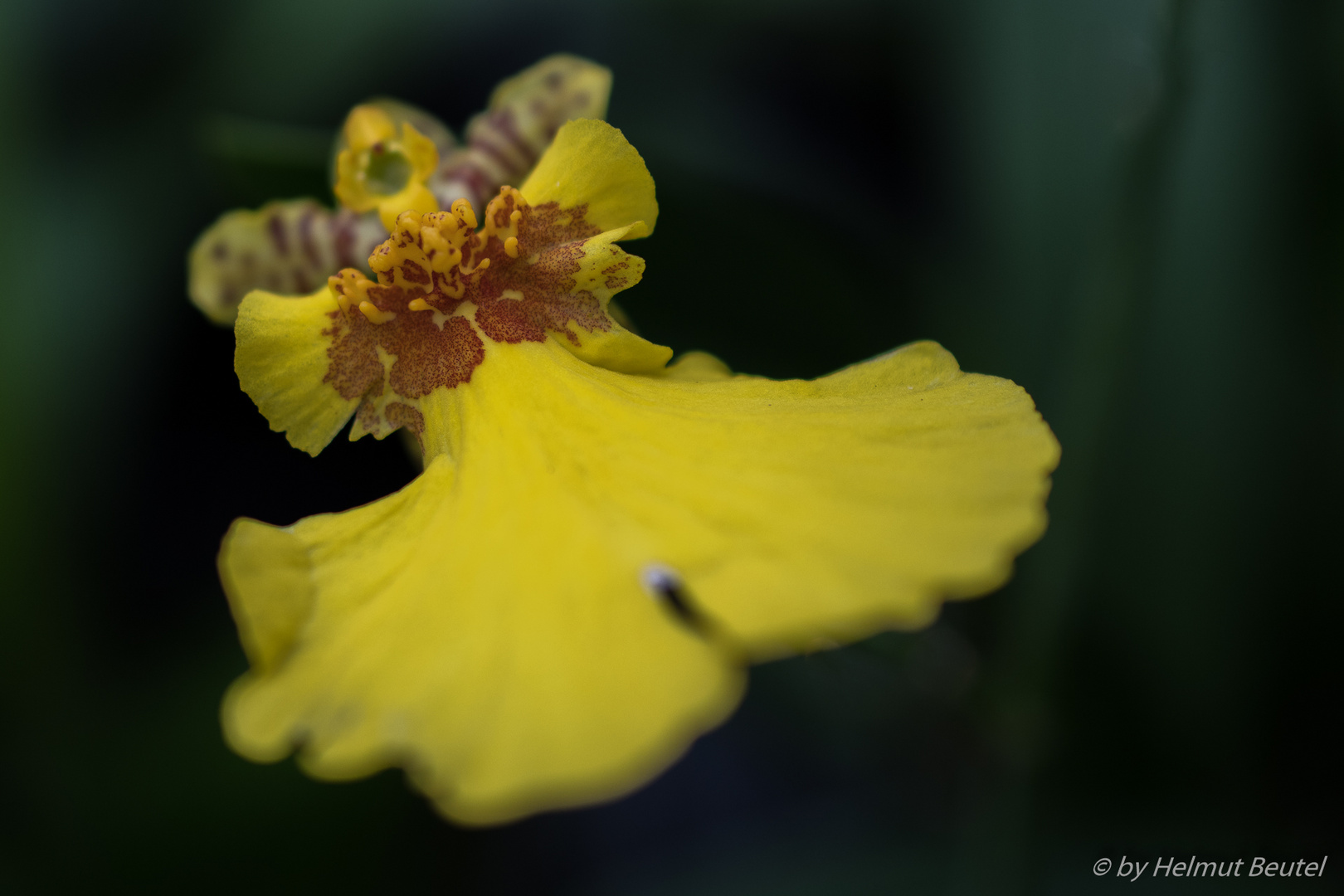 Oncidium Joakim