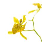 Oncidium meirax